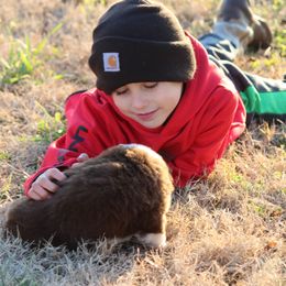 Australian Shepherd Puppies from Westrip Angus & Aussies