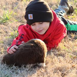 Australian Shepherd Puppies from Westrip Angus & Aussies