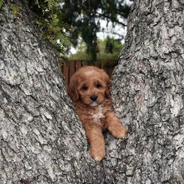 Australian Labradoodle Puppies from Selah Doodles