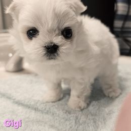 Maltese Puppies from T&C Maltese