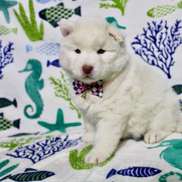 Lucy - White female Siberian Husky puppy in Lunenburg, Vermont from SNOW WOOLY HUSKY