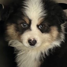 ALLEN - Black tri male Miniature American Shepherd puppy in Nolensville, Tennessee from Sweetheart Miniature American Shepherds