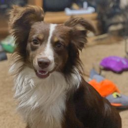 Toy Australian Shepherds from Misty Moon Aussies