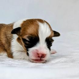 Bree - Sable and white female American Corgi puppy in Clarksville, Tennessee from Cold Creek Family Farm LLC