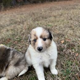 Sable Merle Boy 4 - Sable merle and white male Shetland Sheepdog puppy in Shirley, Arkansas from Lucky Pups