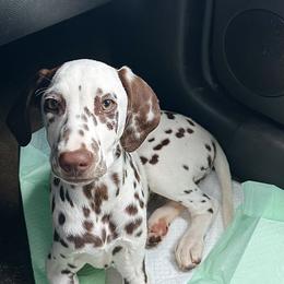 Dalmatian and Poodle Puppies from Cotton Top
