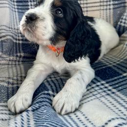 Extra - Black white and tan male English Springer Spaniel puppy in Livingston, Montana from Yellowstone Springers