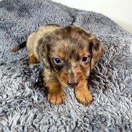 Porsche - Dapple female Dachshund puppy in Arab, Alabama from Cantrell’s Dachshund Den