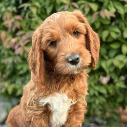 Mustang - Red  male Goldendoodle puppy in Chelan, Washington from North Cascades Doodles