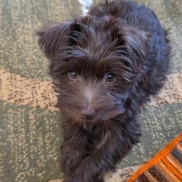 Gypsy - Liver female Miniature Schnauzer puppy in Fredericksburg, Virginia from Jentz Family Schnauzers