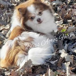 Apple - Red parti female Pomeranian puppy in Ponca City, Oklahoma from Bliss Acres Farm