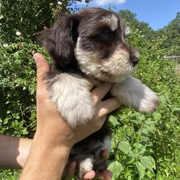 Marshmallow (liver-tan, roaned) AKC - Liver female Miniature Schnauzer puppy in Kountze, Texas from Arsement Farms