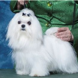 Gigolo - Maltese