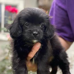 Jewel - Black female Poodle puppy in Alpine, Alabama from Alpine Acres Poodles