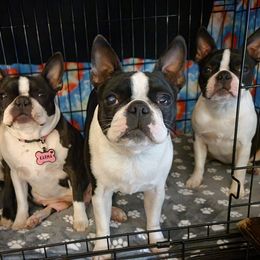 Boston Terrier Puppies from Big Sky Bostons