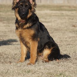 Boy 4 - male German Shepherd puppy in Muldrow, Oklahoma from Reizarf Kennels