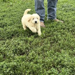 Max - Cream male Assorted Doodle Crosses puppy in Moulton, Iowa from Shondel Puppy Paws