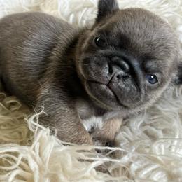 Georgia Steele, Blue girl - Silver female Pug puppy in Onalaska, Washington from Cupid’s Pugs