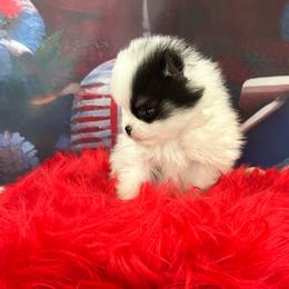 Riker - Tri-colored male Pomeranian puppy in Lyons, Georgia from Its a Poms Life Kennel