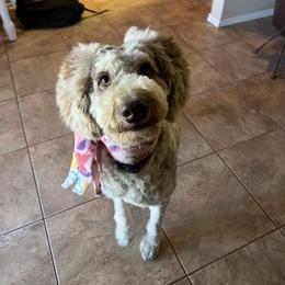 Maple - Poodle