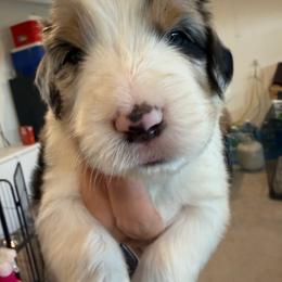 Loki - male Australian Mountain Doodle puppy in Snook, Texas from Snook Acres Doodles