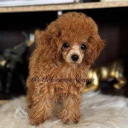 Cavapoo, Maltipoo, and Poodle Puppies from McCraws N Paws