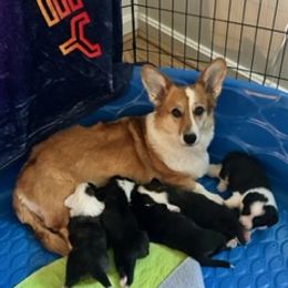 Rory - Cardigan Welsh Corgi