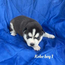 Koko boy 1 - Black and white male Siberian Husky puppy in Ocala, Florida from Florida Husky Puppies