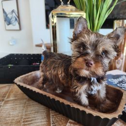 Yorkshire Terrier Puppies from North Texas AKC Yorkies