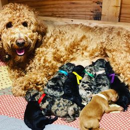 Goldendoodle Puppies from Doodles Are Golden