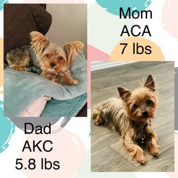 Yorkshire Terriers from Ohana Yorkies by Patricia