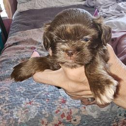 Isabella - Liver and white female Shih Tzu puppy in Middleburg, Florida from Furby Shih Tzu Family & Friends
