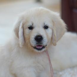 Golden Retriever Puppies from OC Goldens