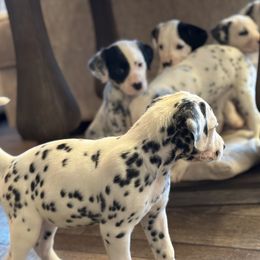 Dalmatian Puppies from Pawsitively Spotted