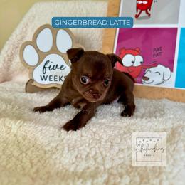 Gingerbread Latte - Chocolate and white female Chihuahua puppy in Woodstock, Georgia from iChihuahuas Kennel
