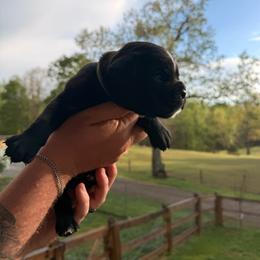 Green collar - Brindle male Boxer puppy in Mooresboro, North Carolina from Echo Hollow Boxers