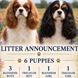 Cavalier King Charles Spaniel puppies from Sharp's Cavaliers