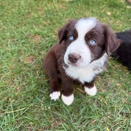 Cisco - Red & white male Miniature Australian Shepherd puppy in Marion, Michigan from Highland Hills Mini Aussies