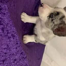 Cardigan Welsh Corgi Puppies from Luxe Cardigan Welsh Corgis