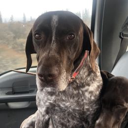 German Shorthaired Pointers from North Kidder Pups