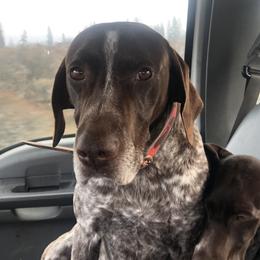 German Shorthaired Pointers from North Kidder Pups