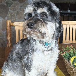 Cockapoo puppies from Saddle Mountain Doodles