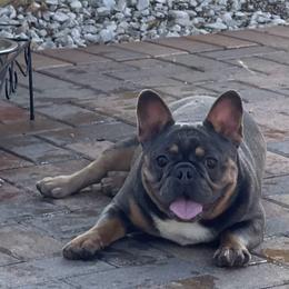 Bonita - French Bulldog