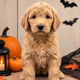 Carol (Captain Marvel) - Apricot female Poodle puppy in Lecanto, Florida from Lecanto Puppy