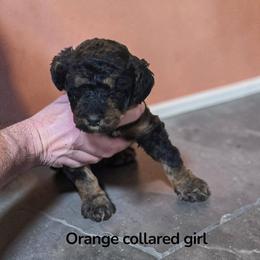 Orange Collar - Black female Poodle puppy in Henagar, Alabama from Windy Oak Kennels