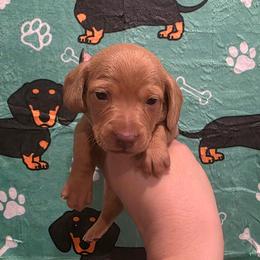 Chocolate ee Smooth Coat Male - Red male Dachshund puppy in Austin, Colorado from Colorado Mini Dachshunds
