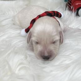 Charming Cream - Cream male Dachshund puppy in Prescott, Arizona from Dachshund Family Love Breeders