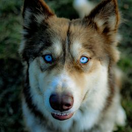 Paytah - Native American Indian Dog