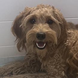 Bella - Goldendoodle