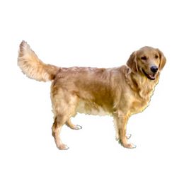 Dixie - Golden Retriever